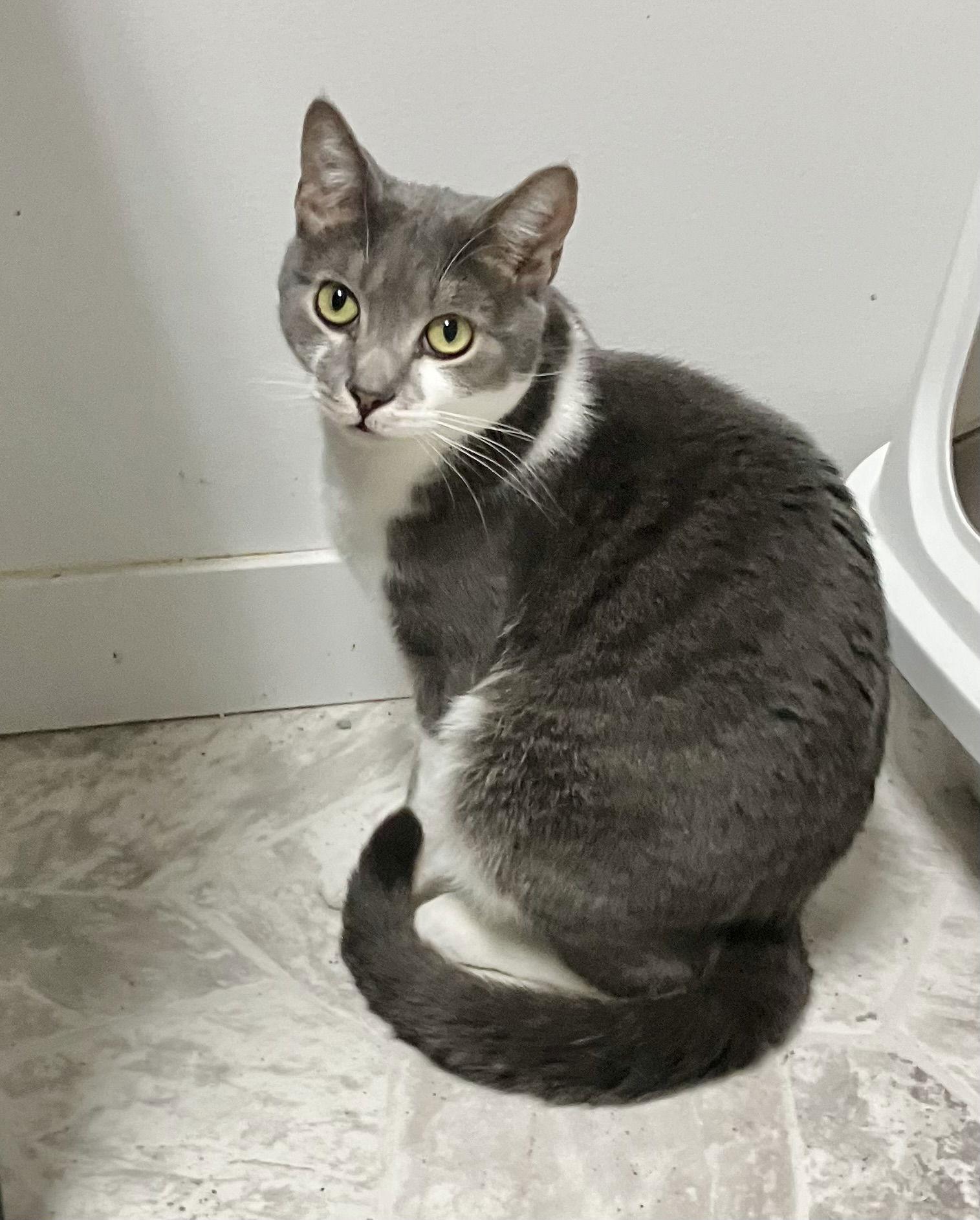 Ziti, a Adoptable Domestic Short Hair in Dublin, OH image 2/3