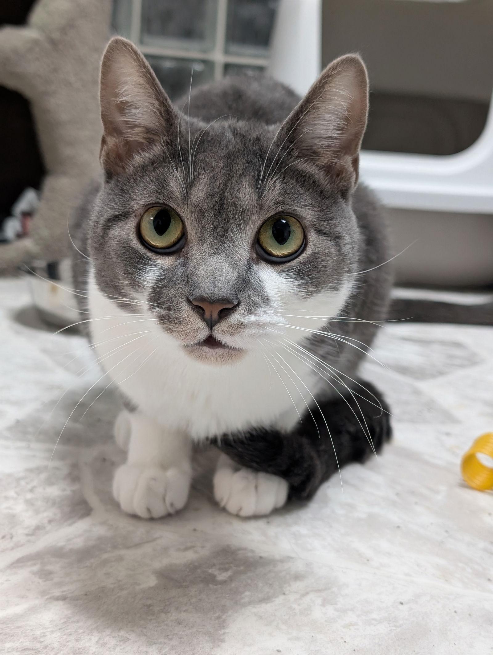 Ziti, a Adoptable Domestic Short Hair in Dublin, OH image 3/3