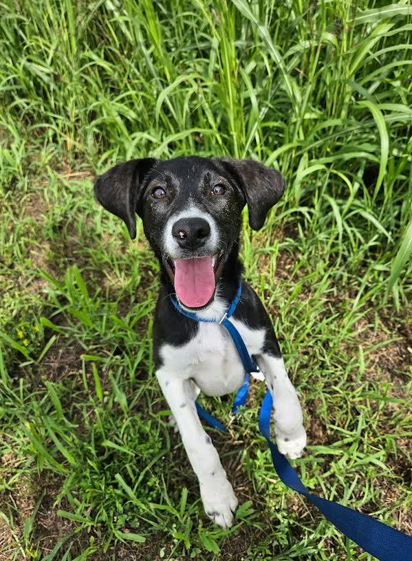 Enlarge Esther, a ADOPTABLE mixed breed in Marshall, AR image 2/5