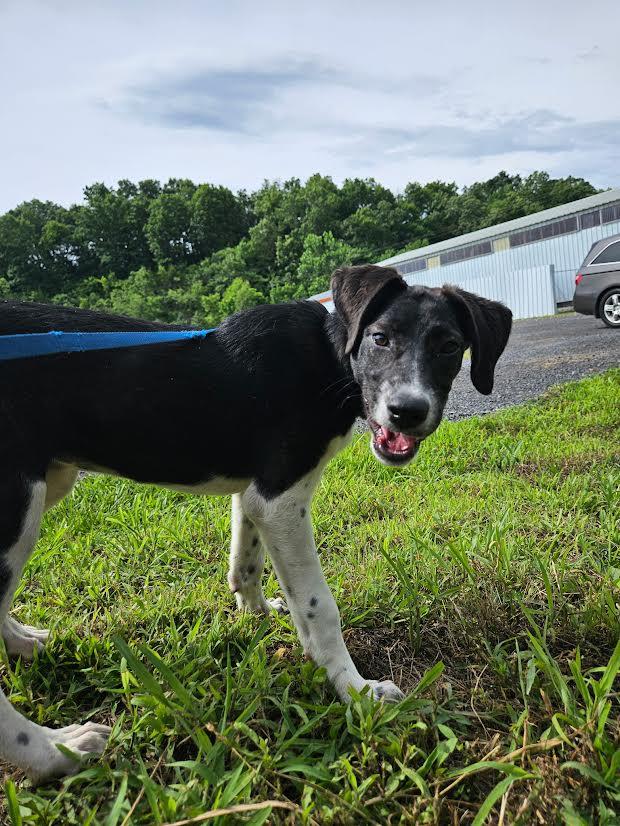 Enlarge Esther, a ADOPTABLE mixed breed in Marshall, AR image 3/5