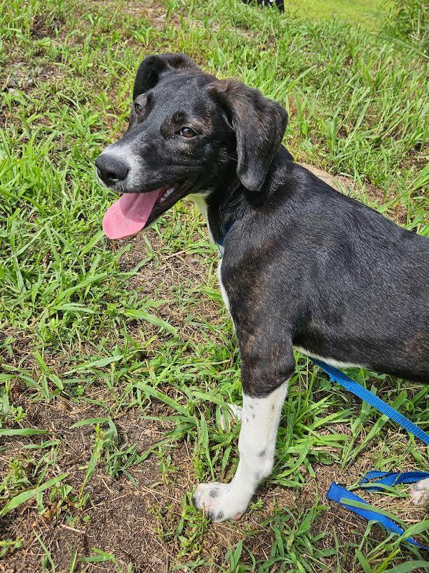Enlarge Esther, a ADOPTABLE mixed breed in Marshall, AR image 5/5