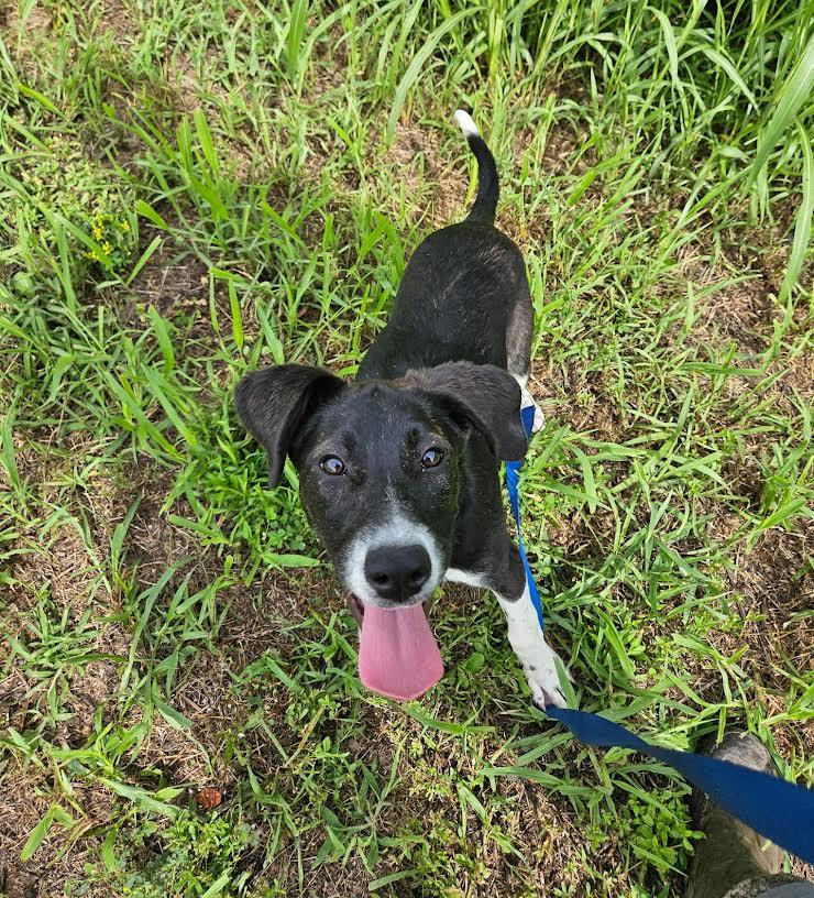 Enlarge Esther, a ADOPTABLE mixed breed in Marshall, AR image 1/5