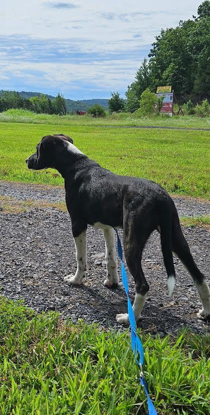 Enlarge Esther, a ADOPTABLE mixed breed in Marshall, AR image 4/5