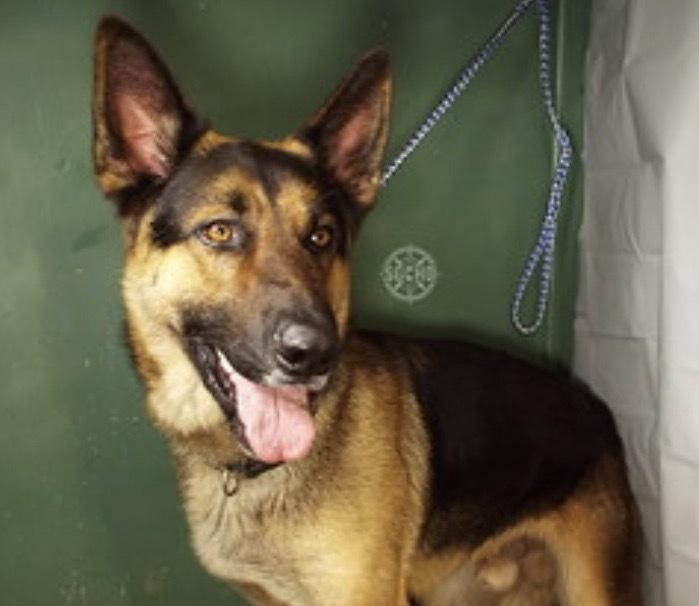 Leland, Adoptable, Adult Male German Shepherd Dog.