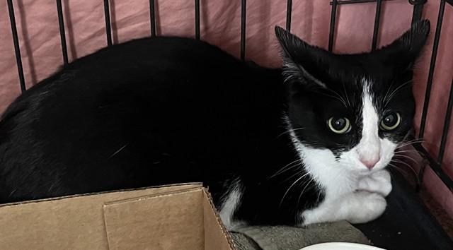 WANDA, Adoptable, Young Female Domestic Short Hair.