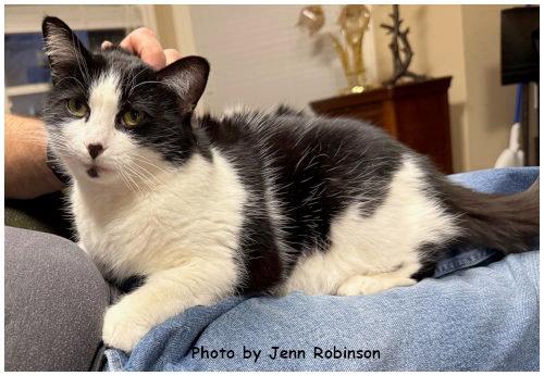 Velcro, Adoptable, Senior Female Domestic Medium Hair & Tuxedo.