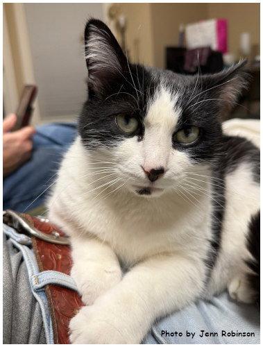 Enlarge Velcro, a Adoptable mixed breed in Oak Ridge, TN image 2/3