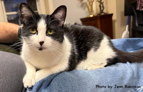 Velcro, Adoptable, Senior Female Domestic Medium Hair & Tuxedo.
