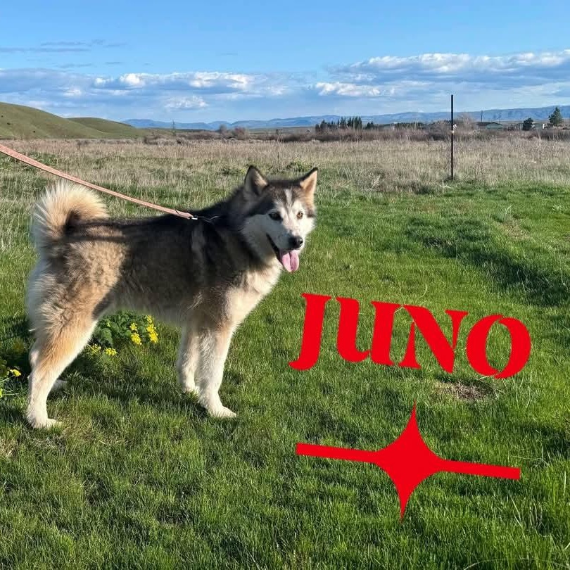 Juneau, an adoptable Siberian Husky in West Richland, WA, 99353 | Photo Image 1