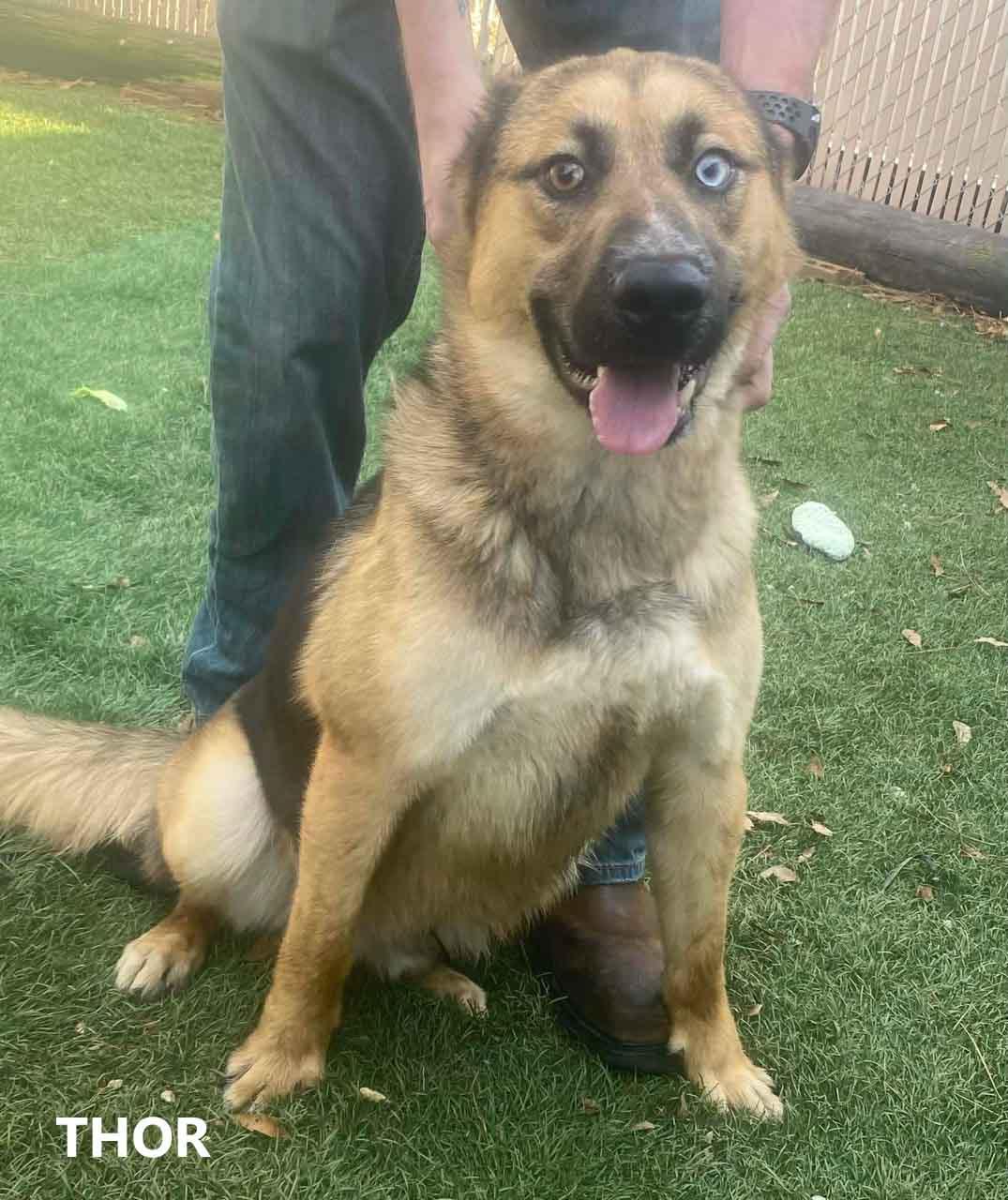 Enlarge Thor, a ADOPTABLE mixed breed in Washington, GA image 2/2