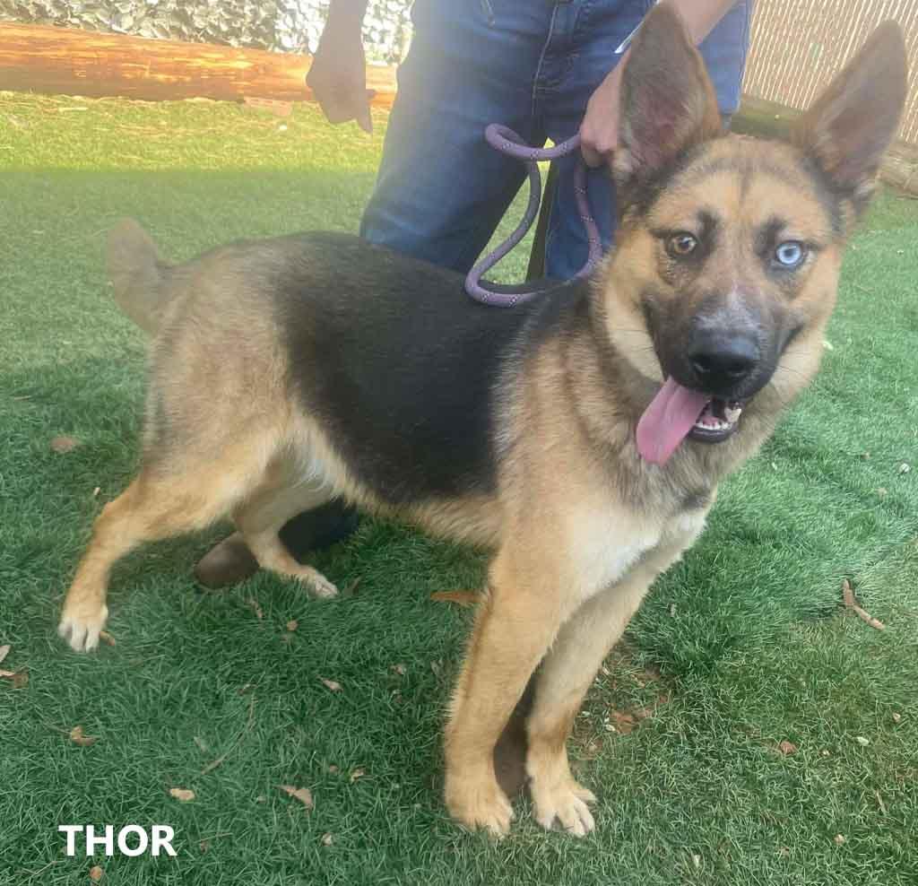 Enlarge Thor, a ADOPTABLE mixed breed in Washington, GA image 1/2