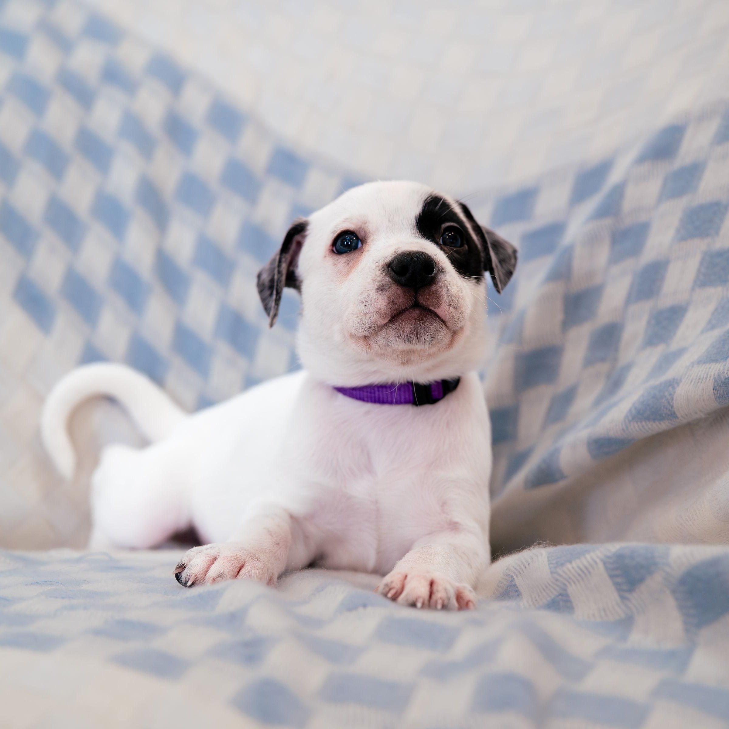 Enlarge Envision, a ADOPTABLE mixed breed in Rock Hill, SC image 2/5