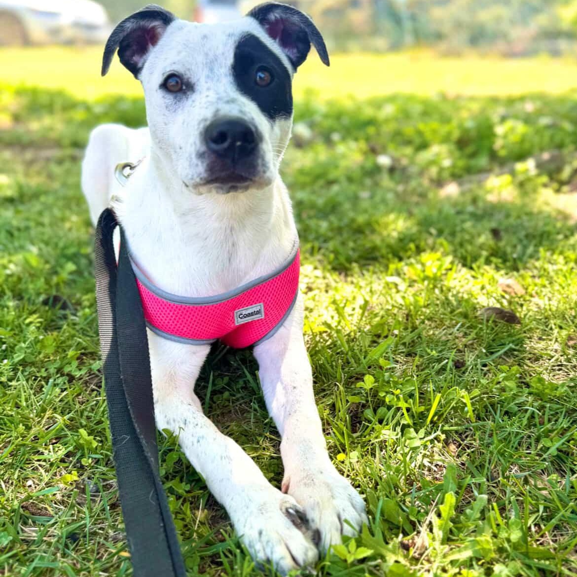 Enlarge Envision, an adoptable mixed breed in Rock Hill, SC image 3/6