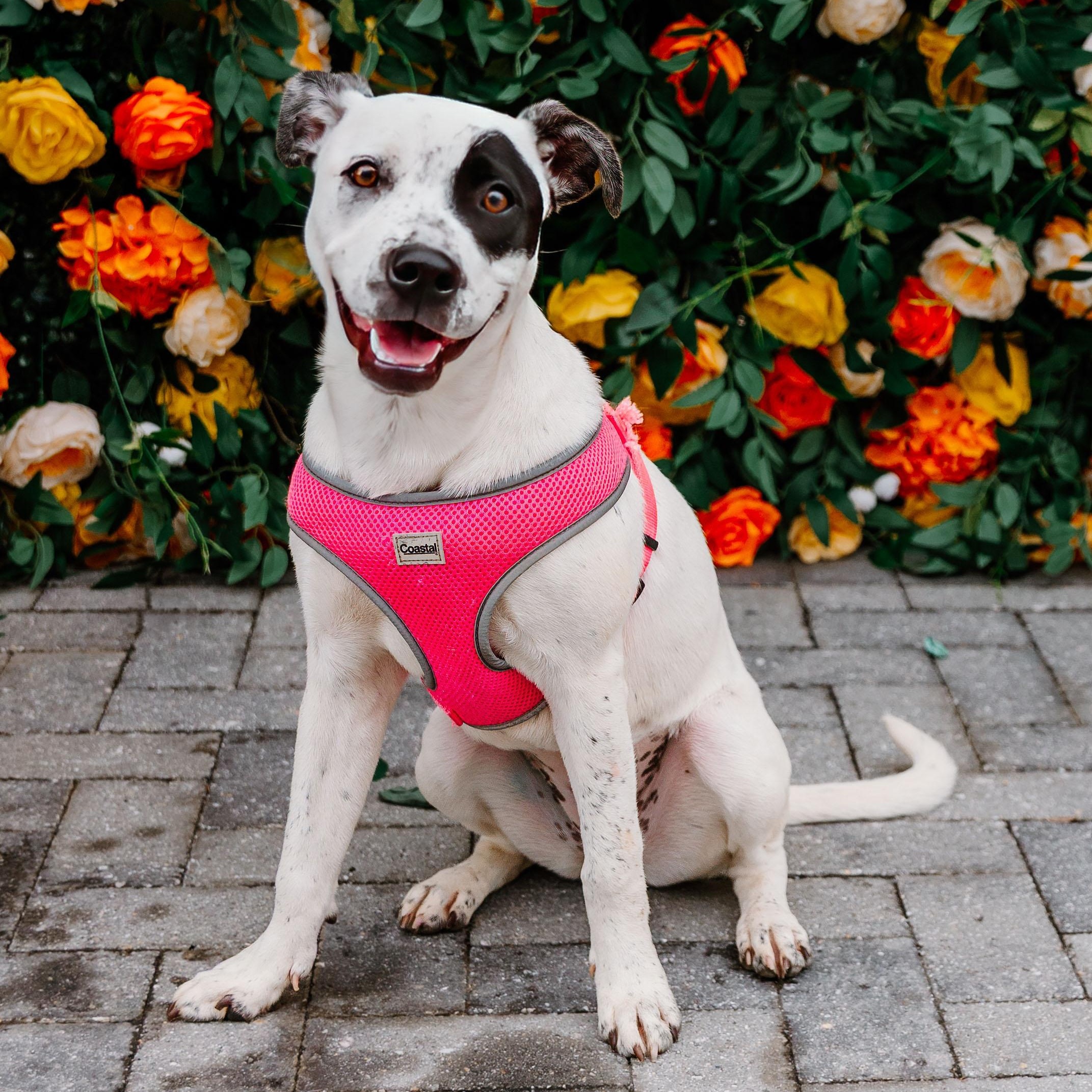 Enlarge Envision, an adoptable mixed breed in Rock Hill, SC image 3/6