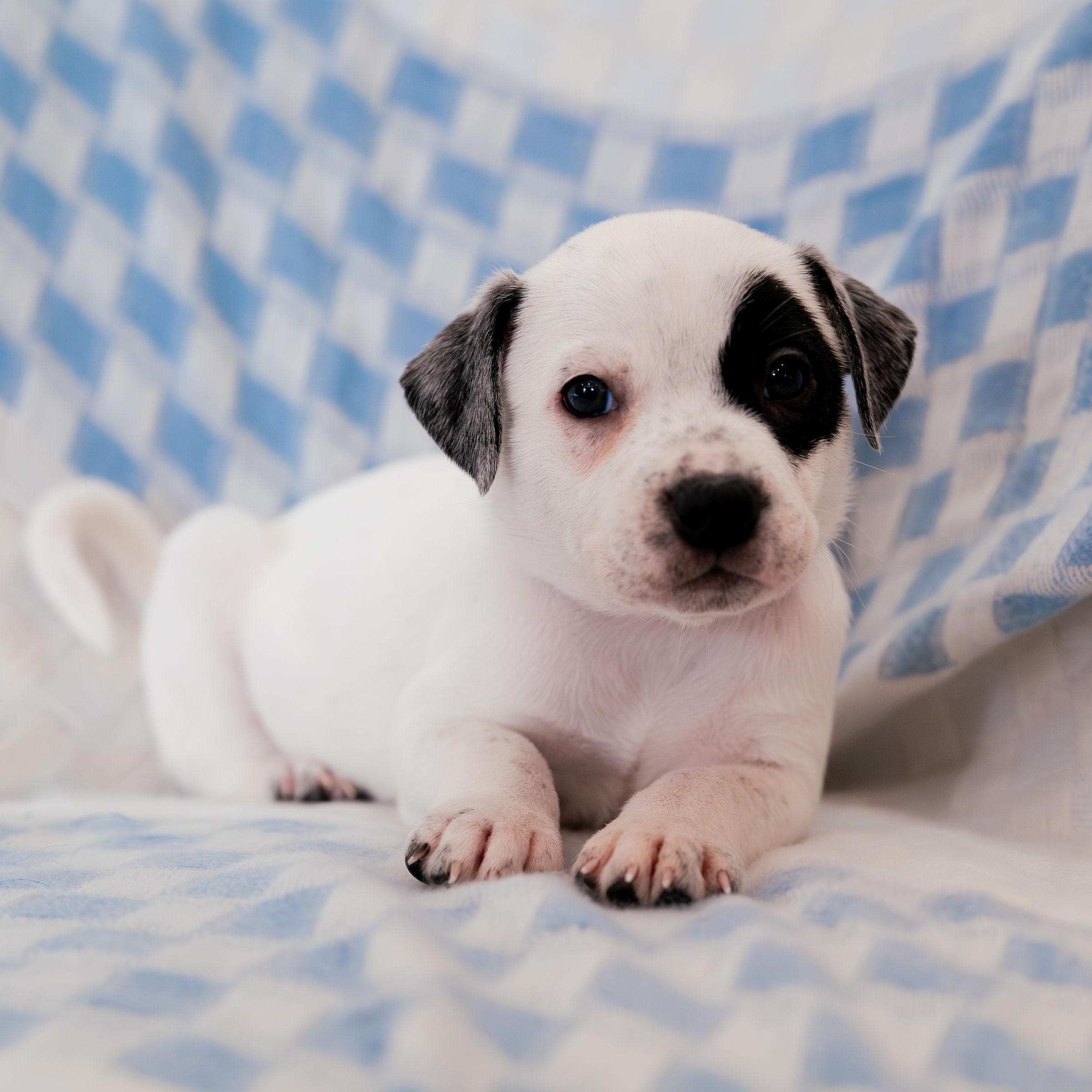 Enlarge Envision, a ADOPTABLE mixed breed in Rock Hill, SC image 3/5