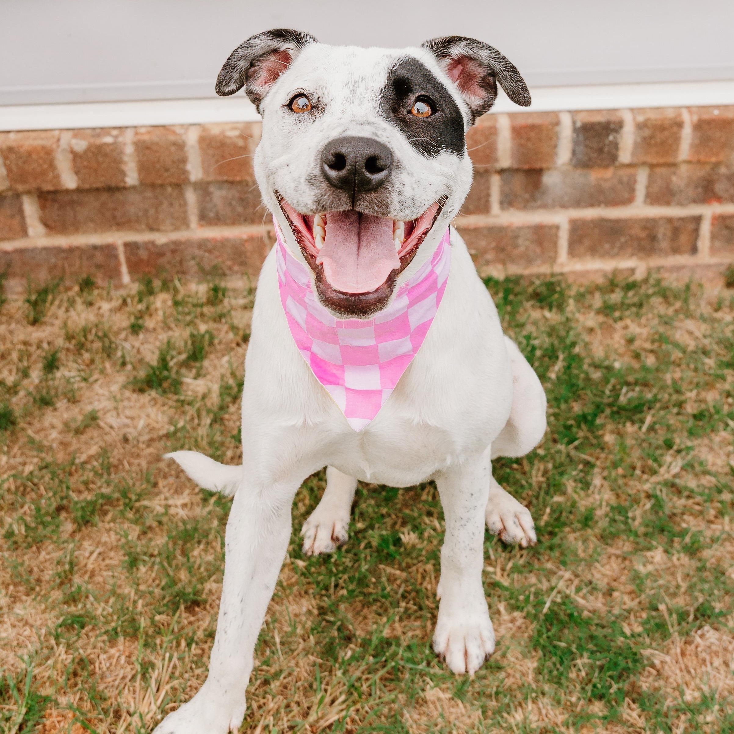 Enlarge Envision, an adoptable mixed breed in Rock Hill, SC image 1/6