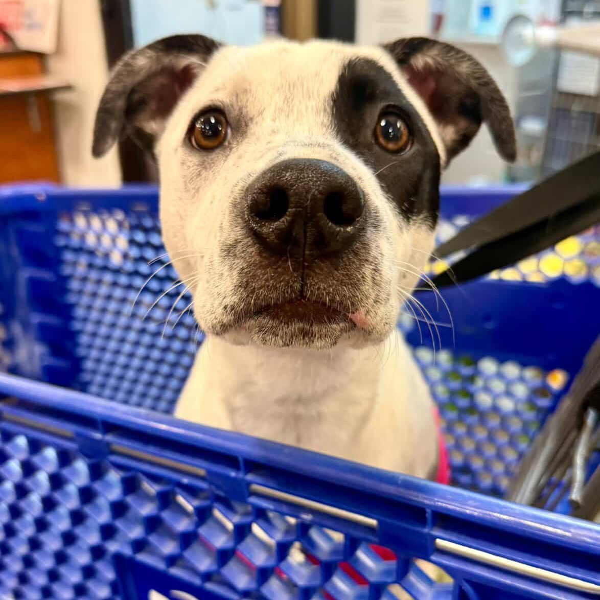 Enlarge Envision, an adoptable mixed breed in Rock Hill, SC image 2/6