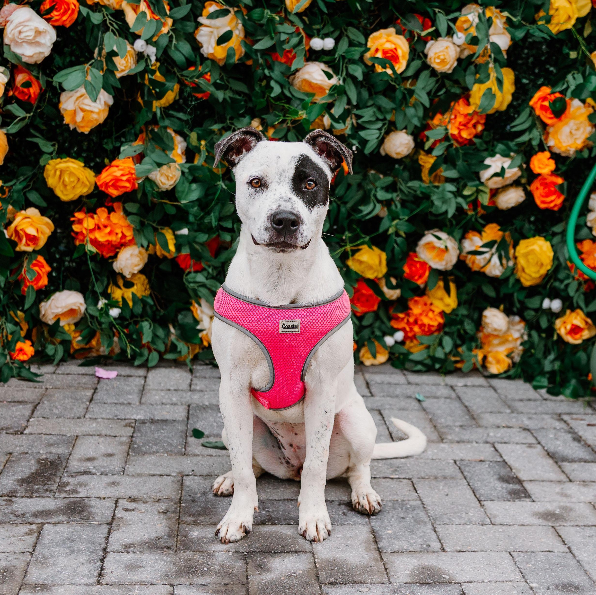 Enlarge Envision, an adoptable mixed breed in Rock Hill, SC image 2/6