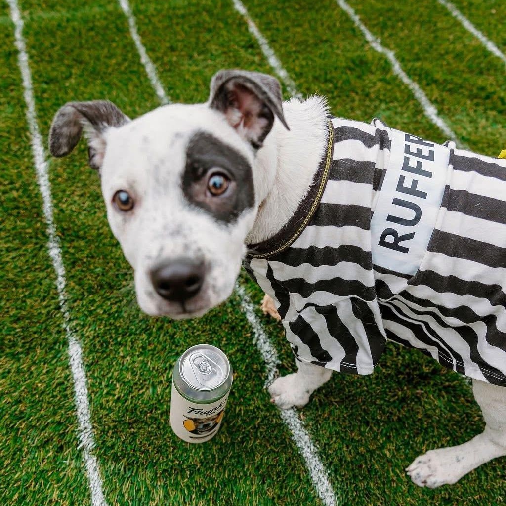 Envision, adoptable, Puppy Female German Shorthaired Pointer & Mixed Breed.