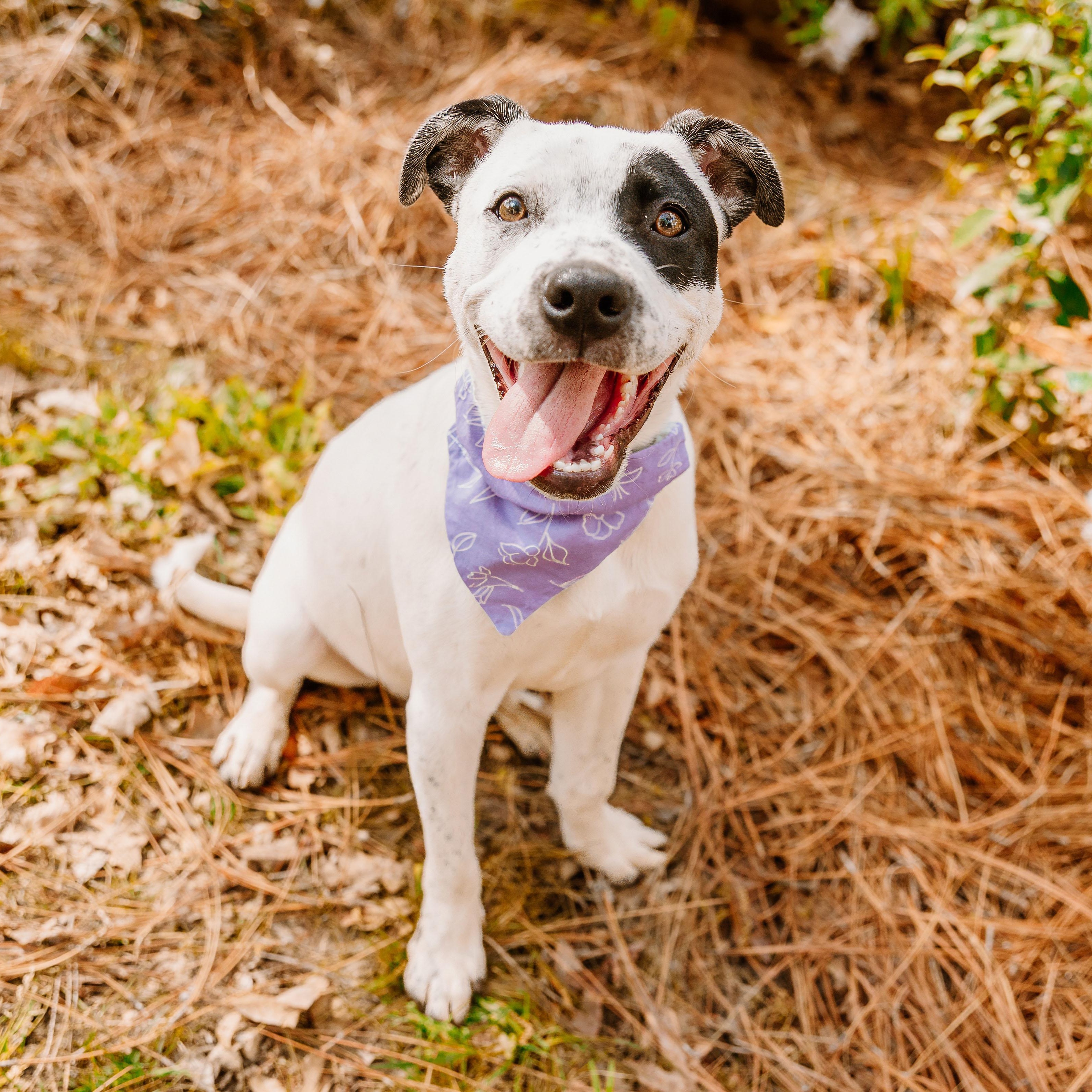 Enlarge Envision, an adoptable mixed breed in Rock Hill, SC image 6/6