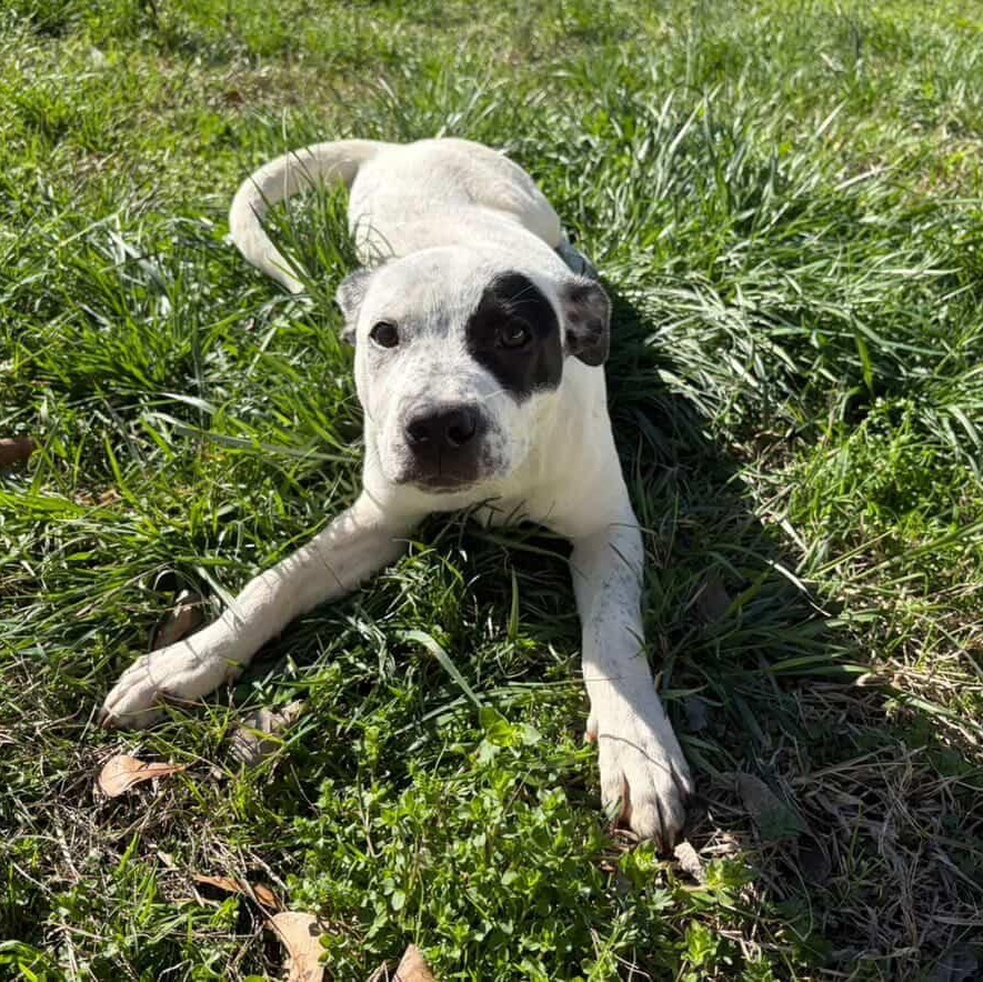 Envision, an adoptable mixed breed in Rock Hill, SC image 1/6