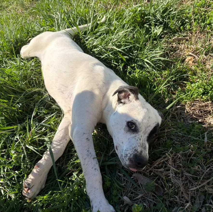 Envision, an adoptable mixed breed in Rock Hill, SC image 6/6