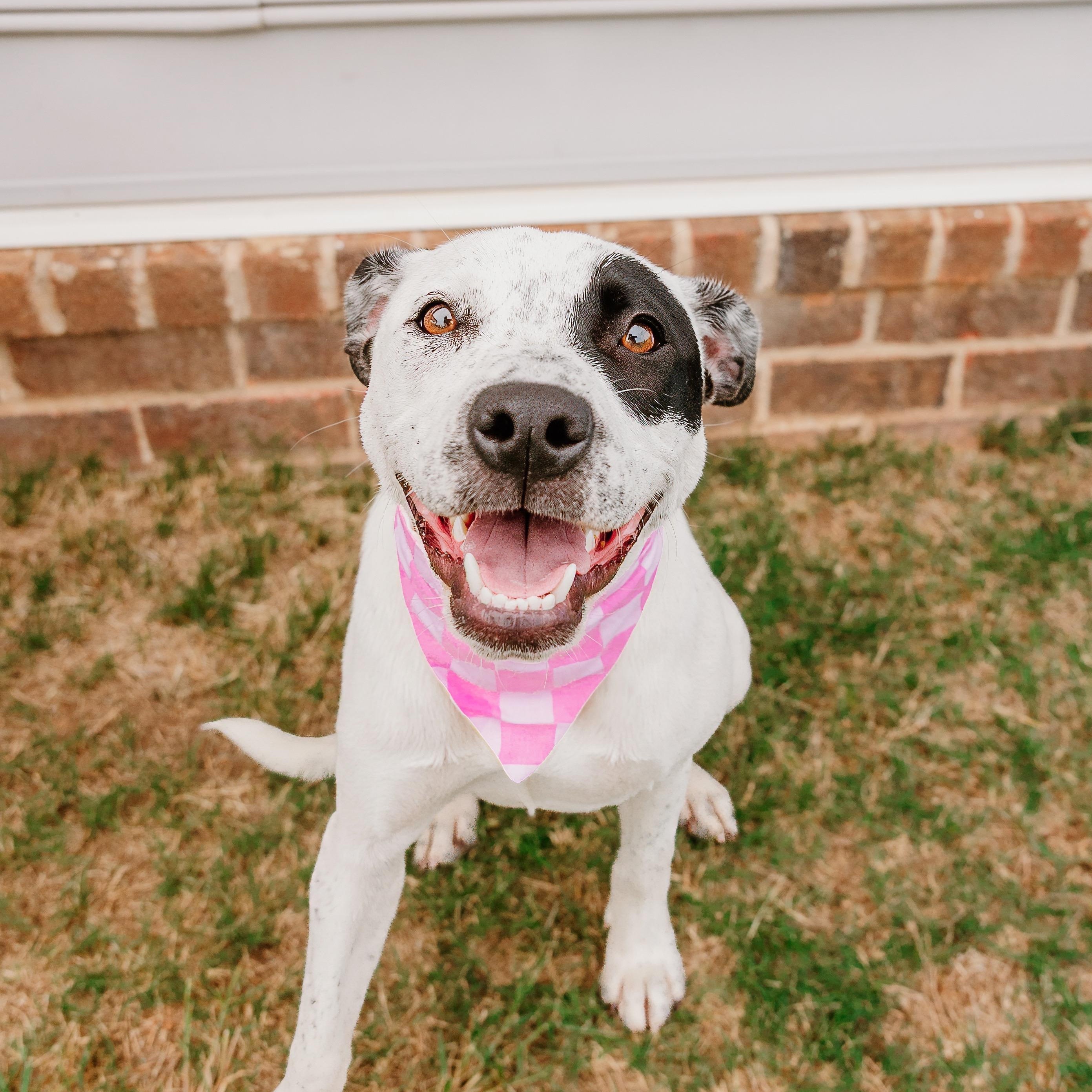 Enlarge Envision, an adoptable mixed breed in Rock Hill, SC image 6/6