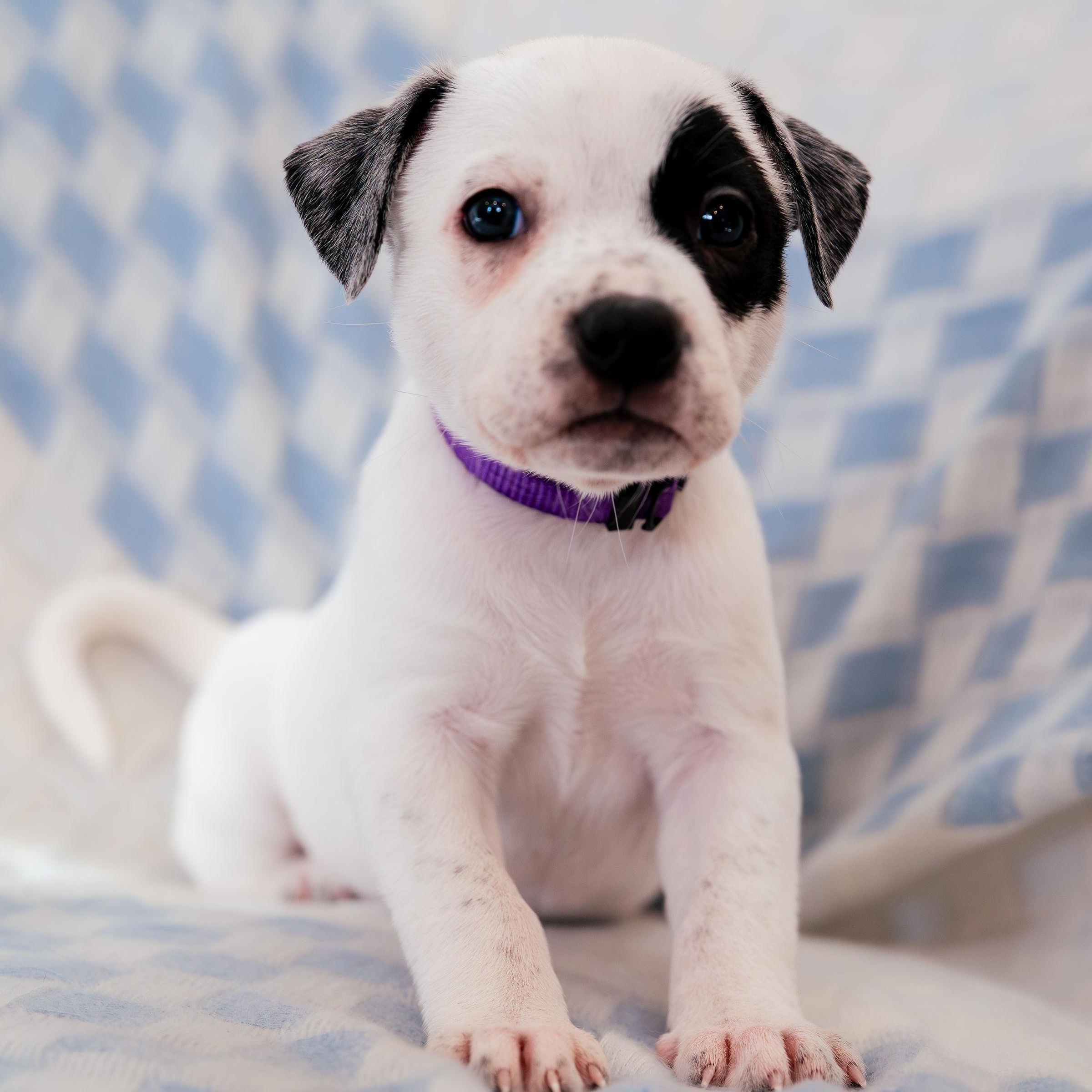 Envision, ADOPTABLE, Puppy Female German Shorthaired Pointer.