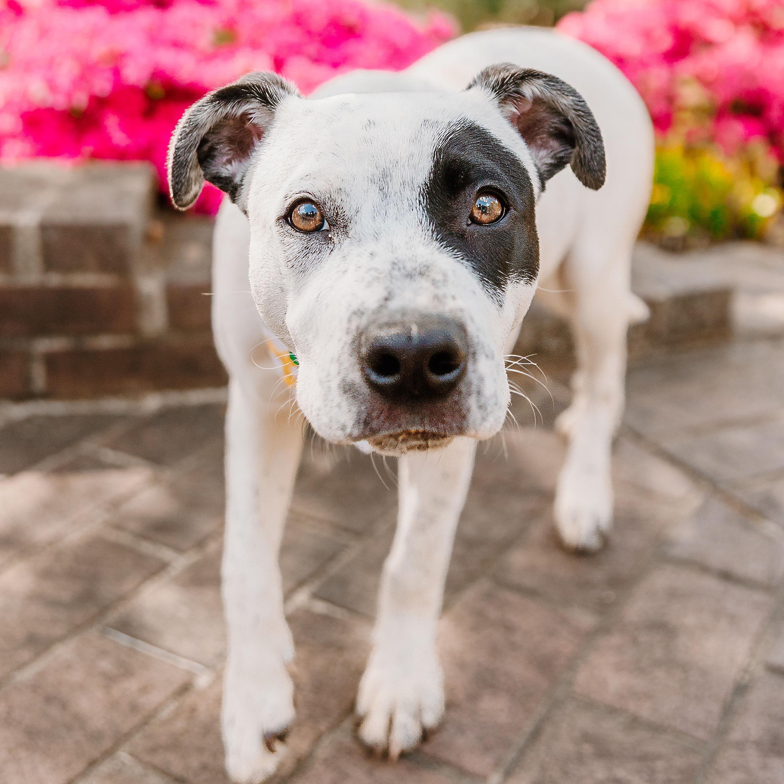 Enlarge Envision, an adoptable mixed breed in Rock Hill, SC image 4/6