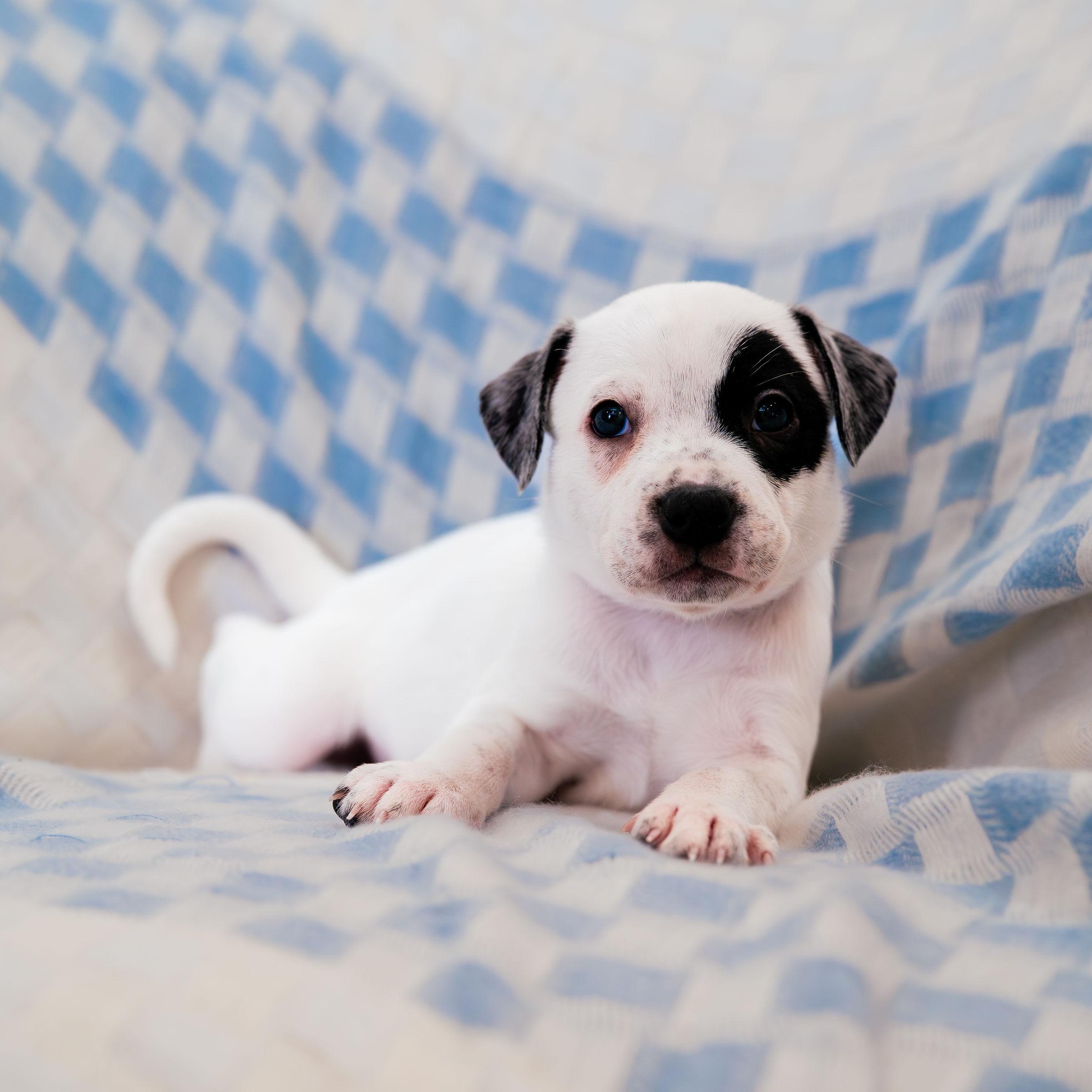 Enlarge Envision, a ADOPTABLE mixed breed in Rock Hill, SC image 5/5