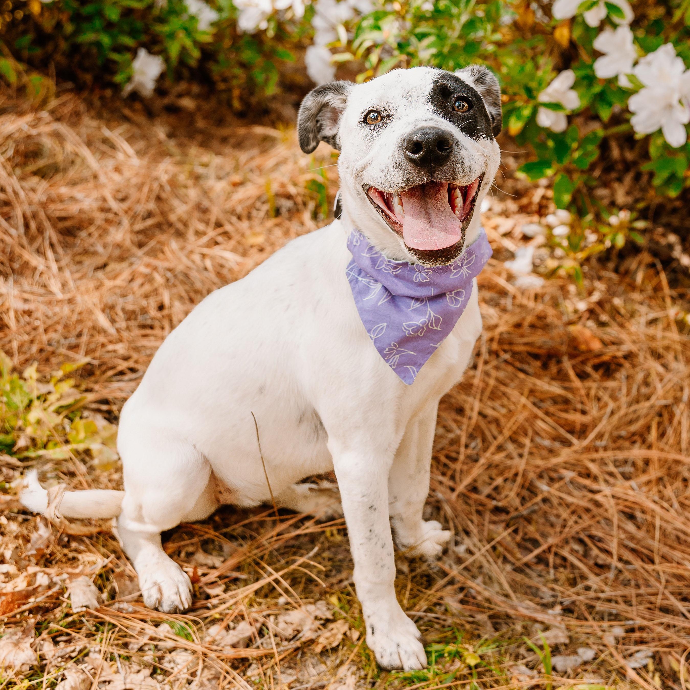 Envision, adoptable, Puppy Female German Shorthaired Pointer & Mixed Breed.