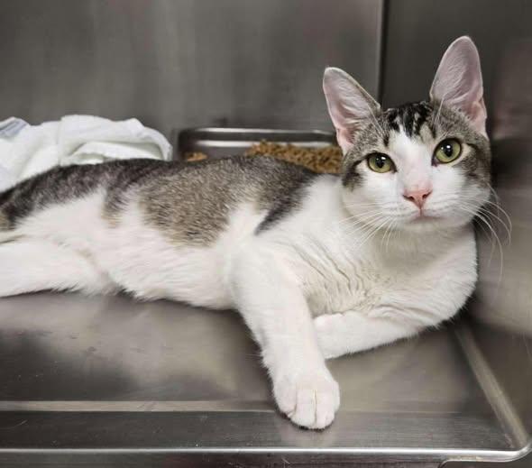 Duke - ADOPTED!, adopted, Adult Male Domestic Short Hair.