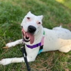 Karah, a Adoptable American Staffordshire Terrier in Smyrna, GA image 2/6