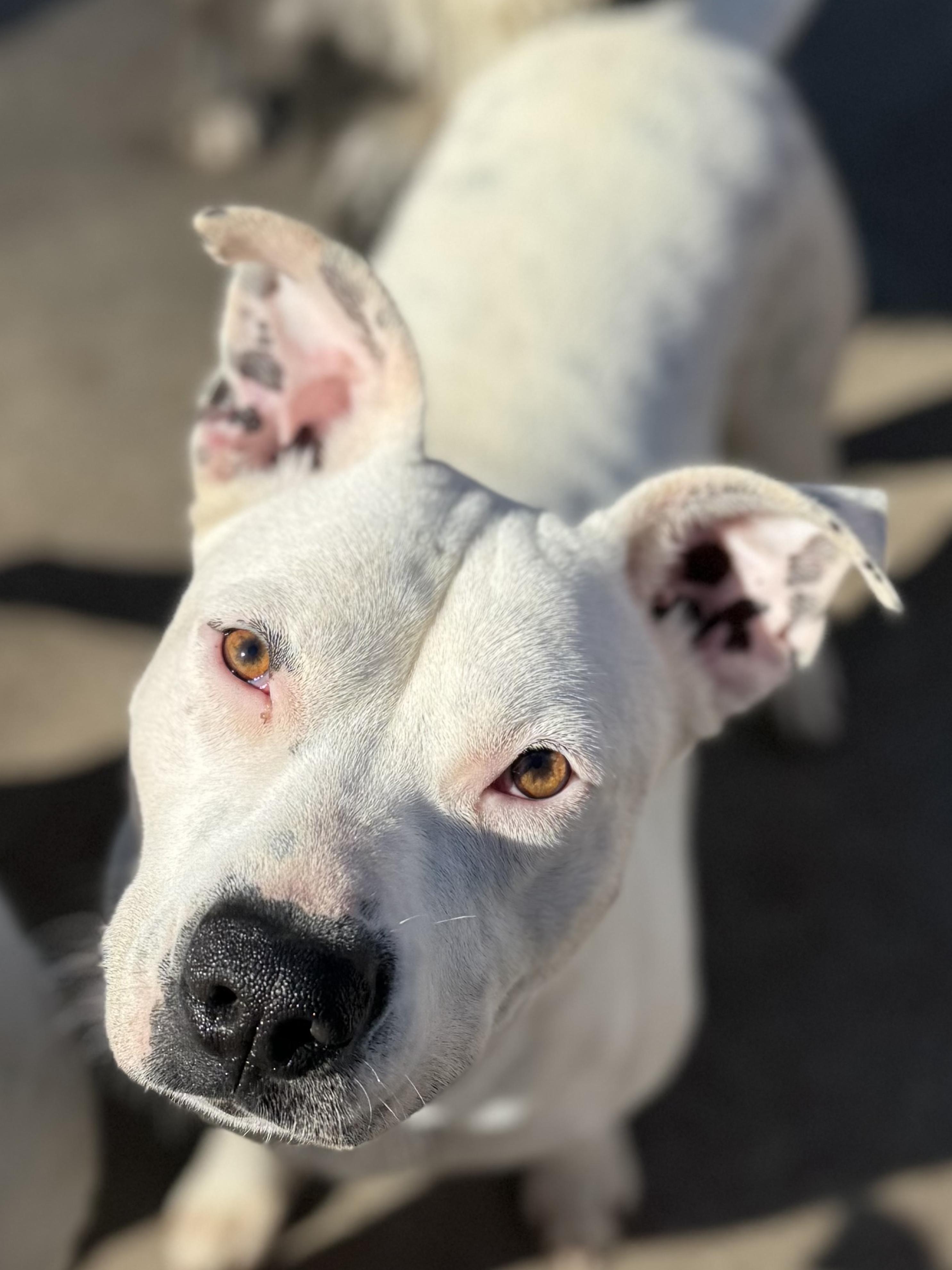 Karah, Adoptable, Young Female American Staffordshire Terrier.