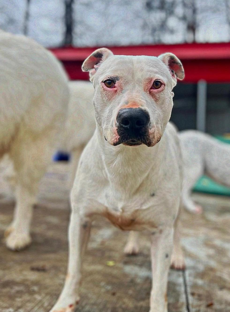 Enlarge Karah, a Adoptable American Staffordshire Terrier in Smyrna, GA image 2/5