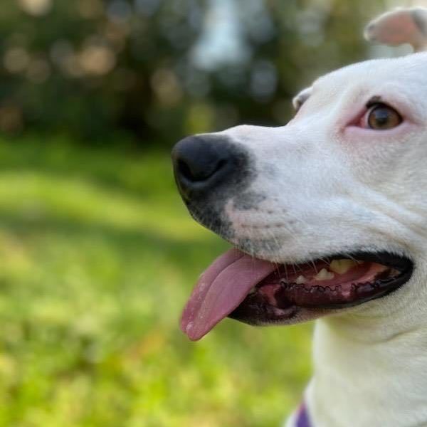 Karah, a Adoptable American Staffordshire Terrier in Smyrna, GA image 3/6