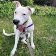 Karah, a Adoptable American Staffordshire Terrier in Smyrna, GA image 4/6