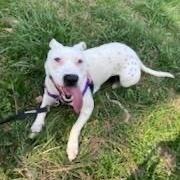 Karah, a Adoptable American Staffordshire Terrier in Smyrna, GA image 5/6