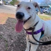 Karah, a Adoptable American Staffordshire Terrier in Smyrna, GA image 6/6