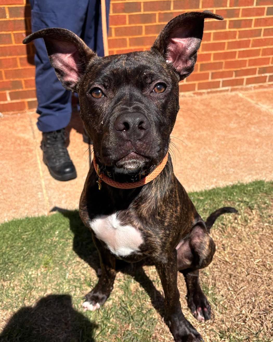 Roscoe, Adopted, Young Male Boxer.