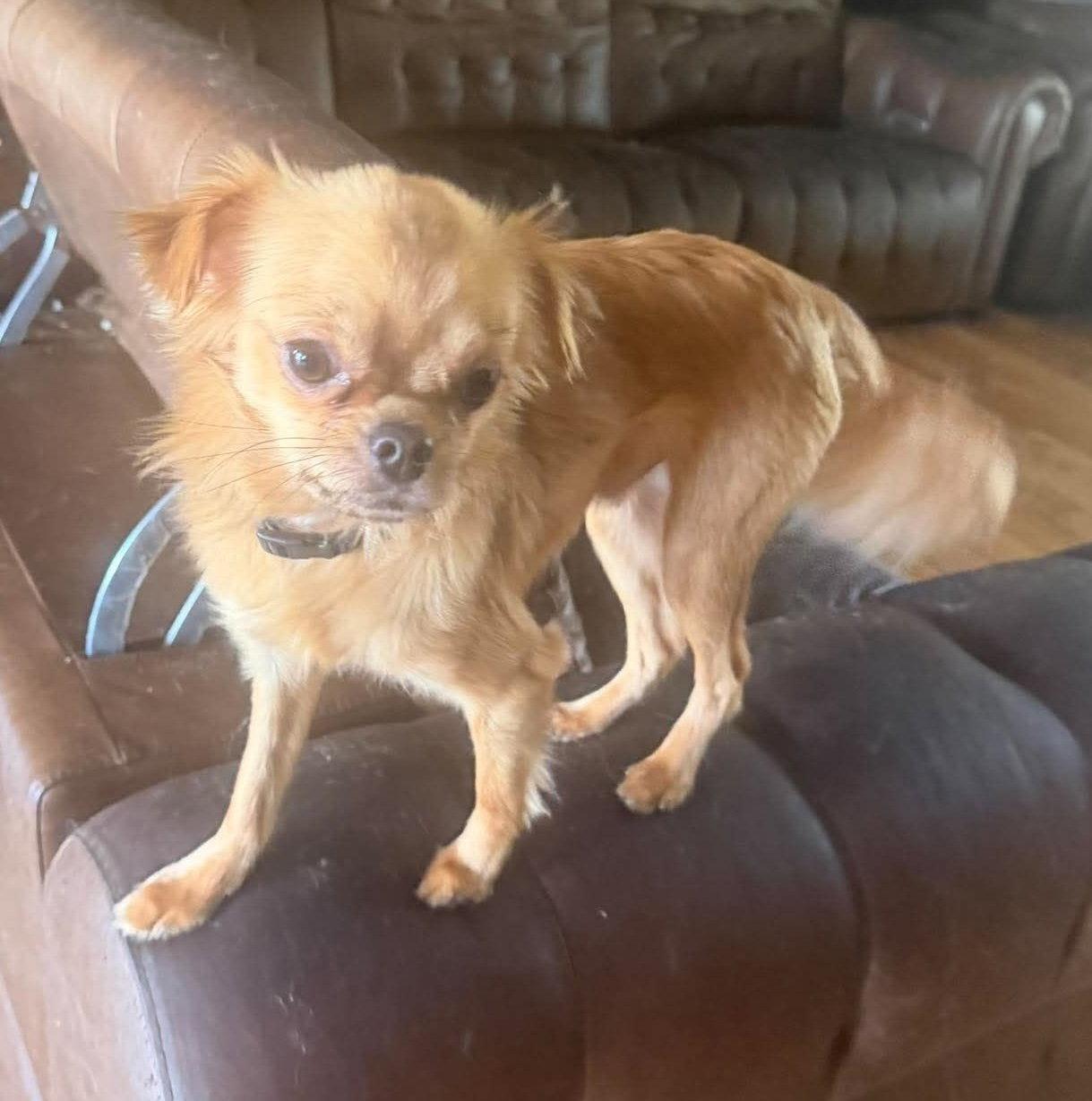 Enlarge Dino, a Adopted Chihuahua in Ashville, OH image 1/3