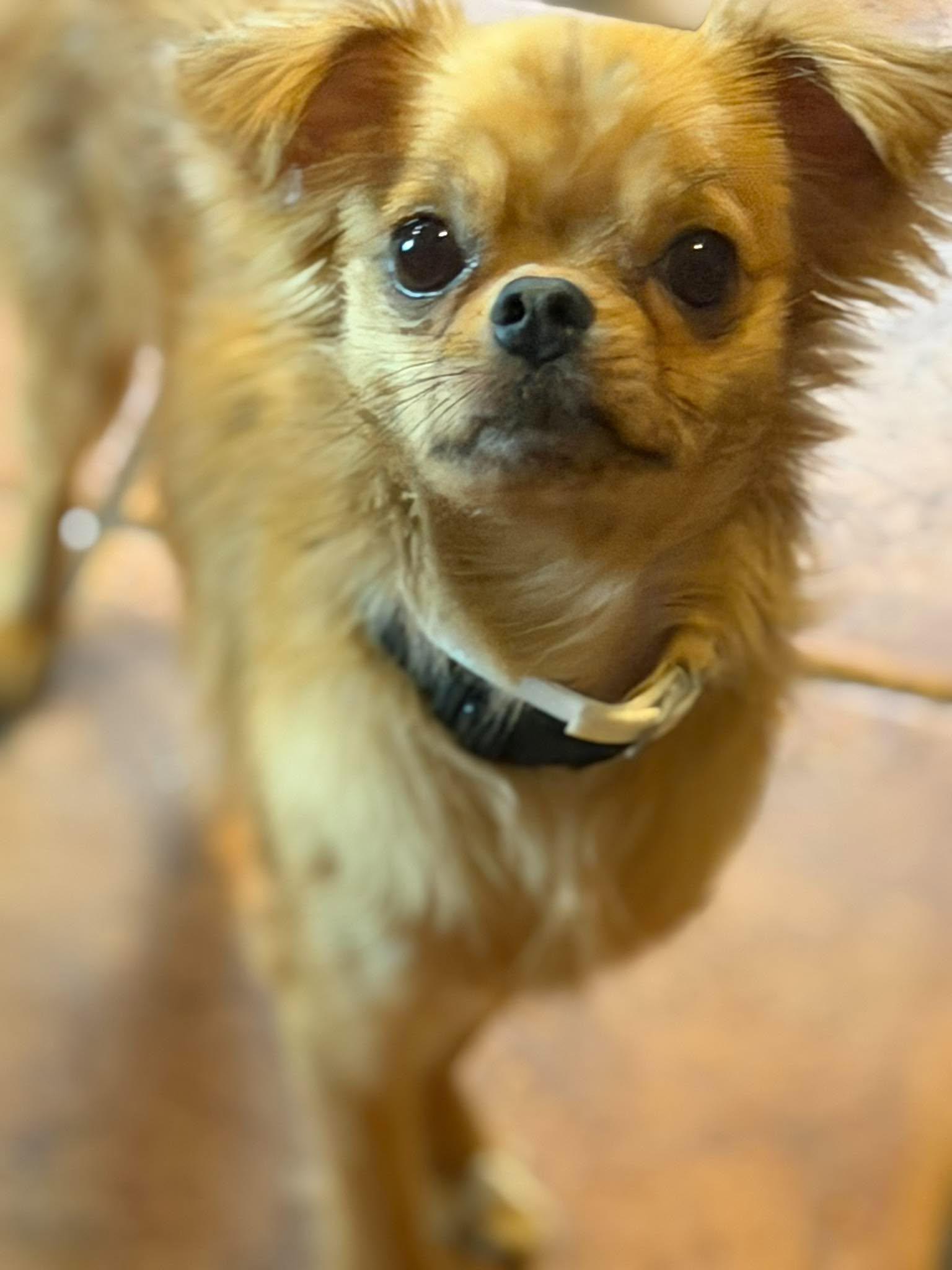 Enlarge Dino, a Adopted Chihuahua in Ashville, OH image 2/3