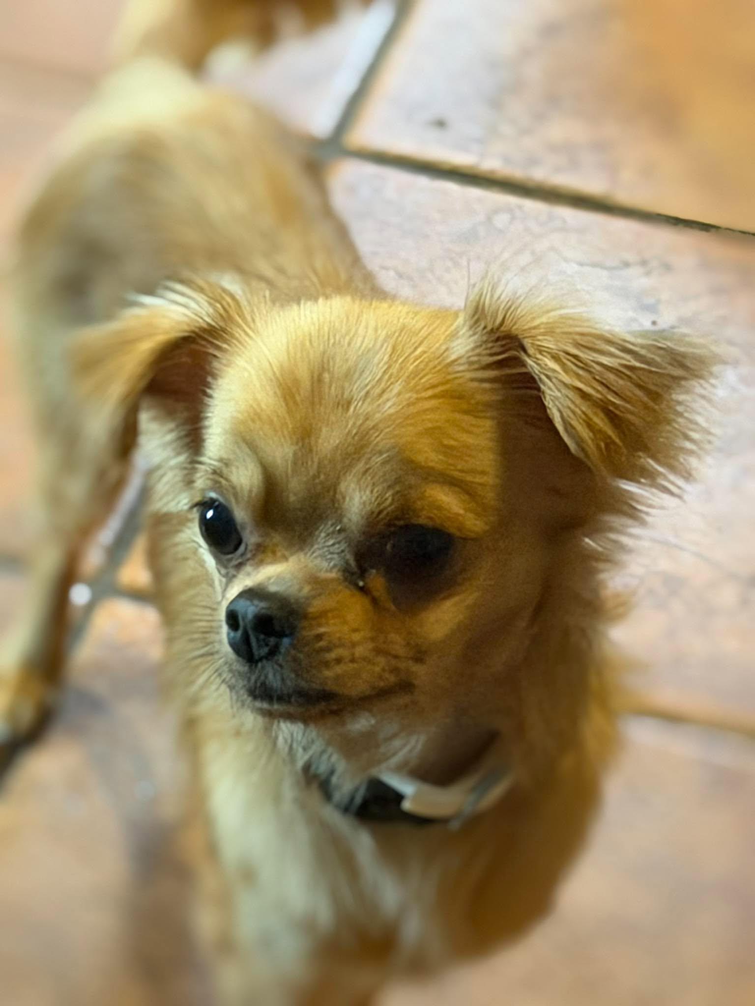 Enlarge Dino, a Adopted Chihuahua in Ashville, OH image 3/3