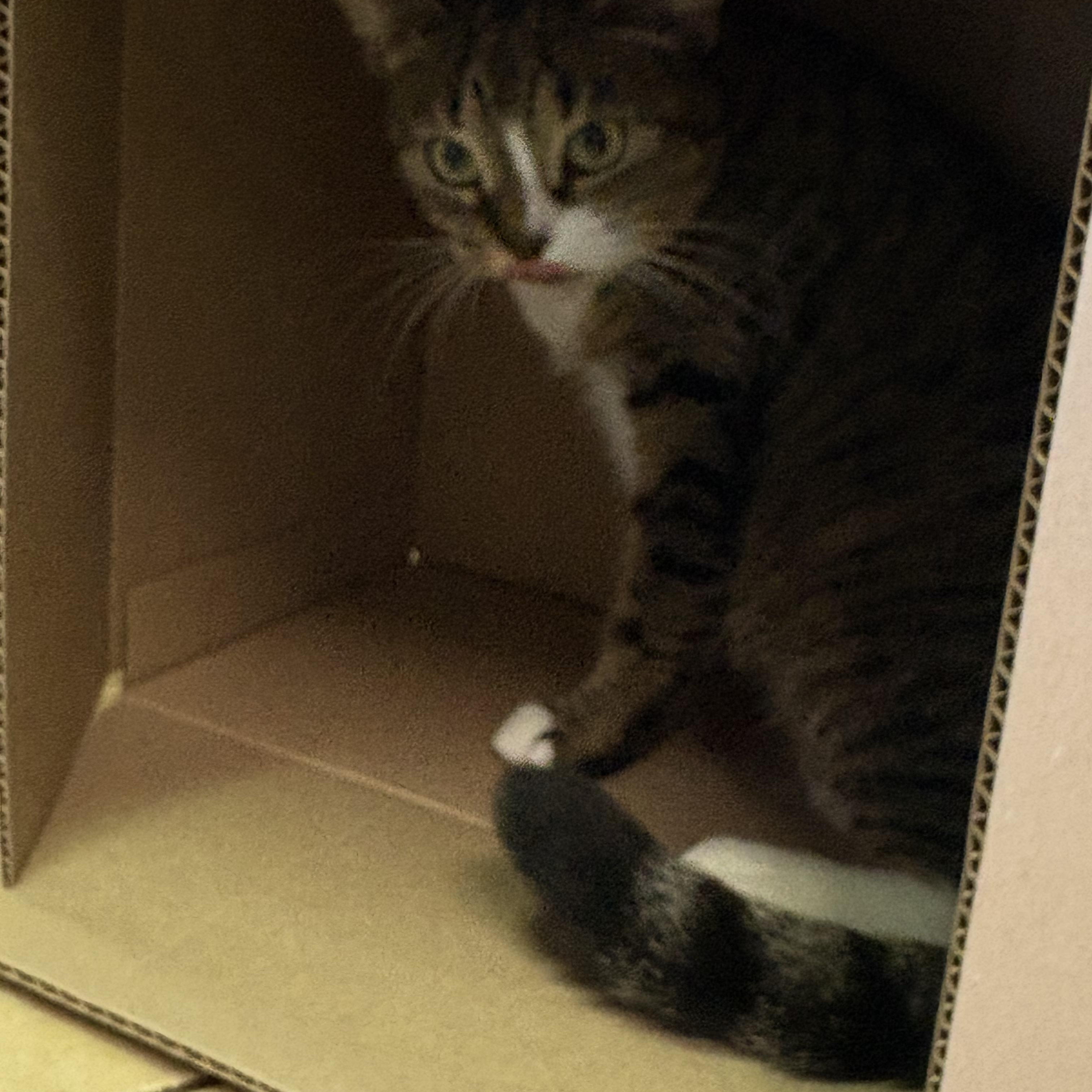 Enlarge Chloe, a Adopted Tabby in Linden, NJ image 2/5