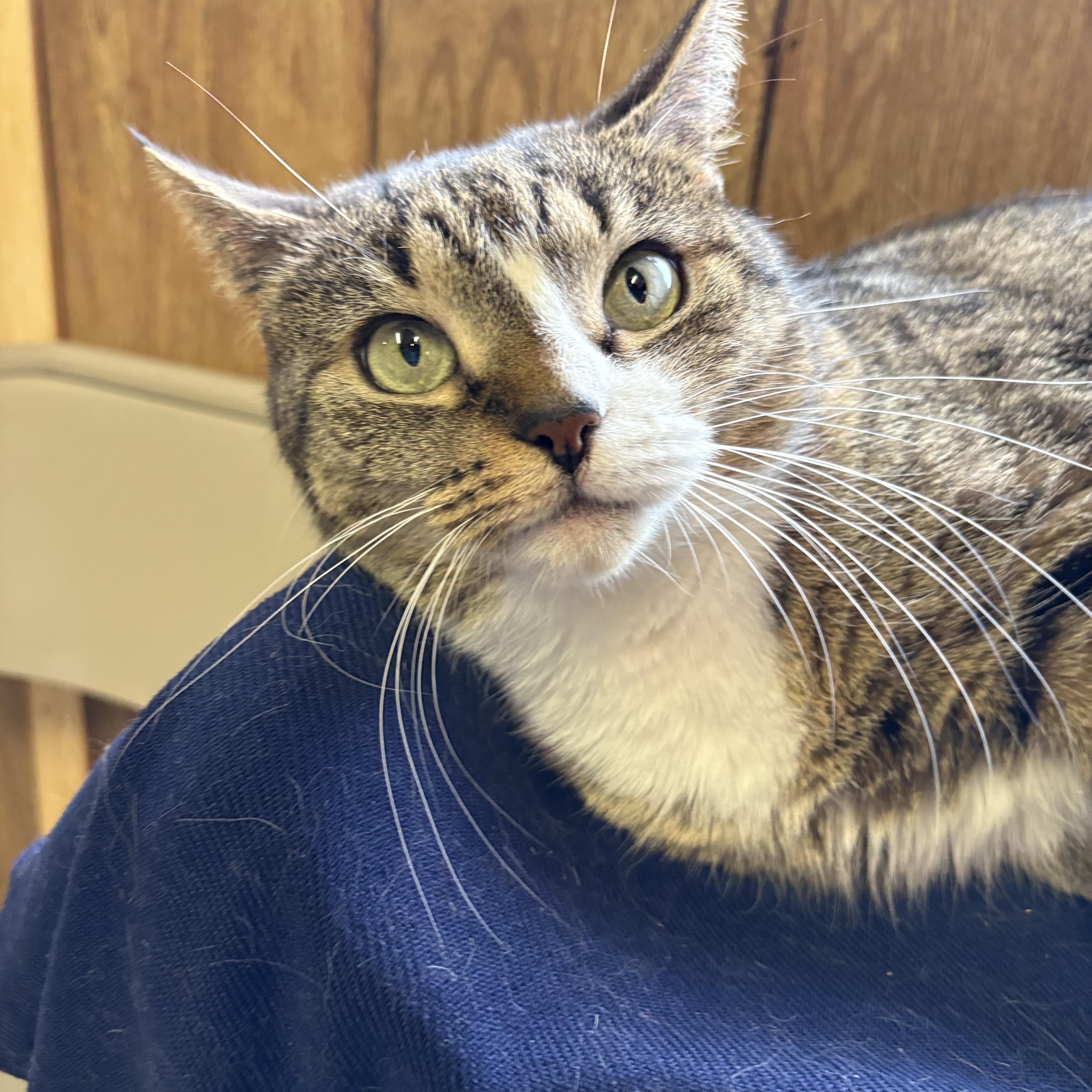 Enlarge Chloe, a Adopted Tabby in Linden, NJ image 3/5
