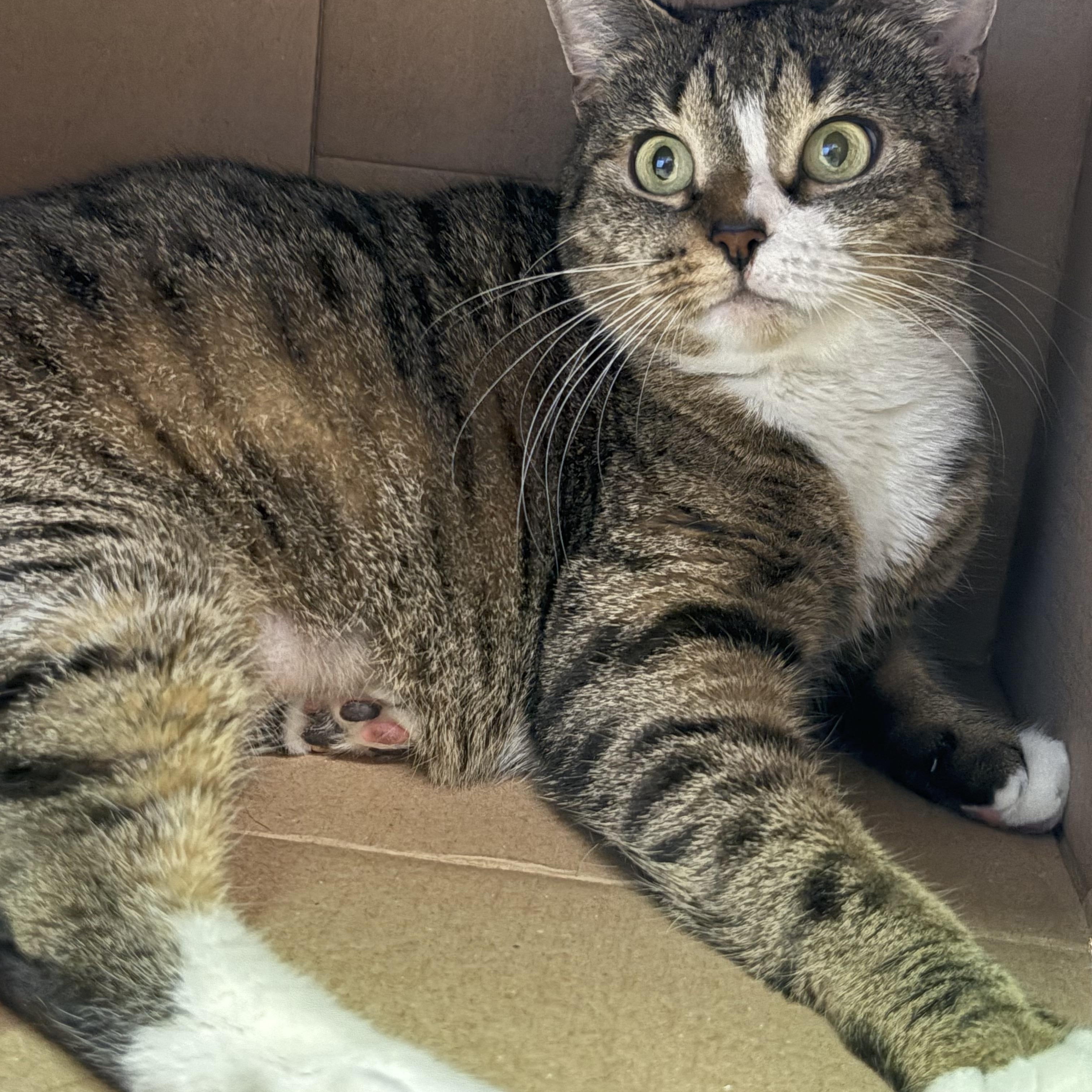 Chloe, Adopted, Adult Female Tabby.
