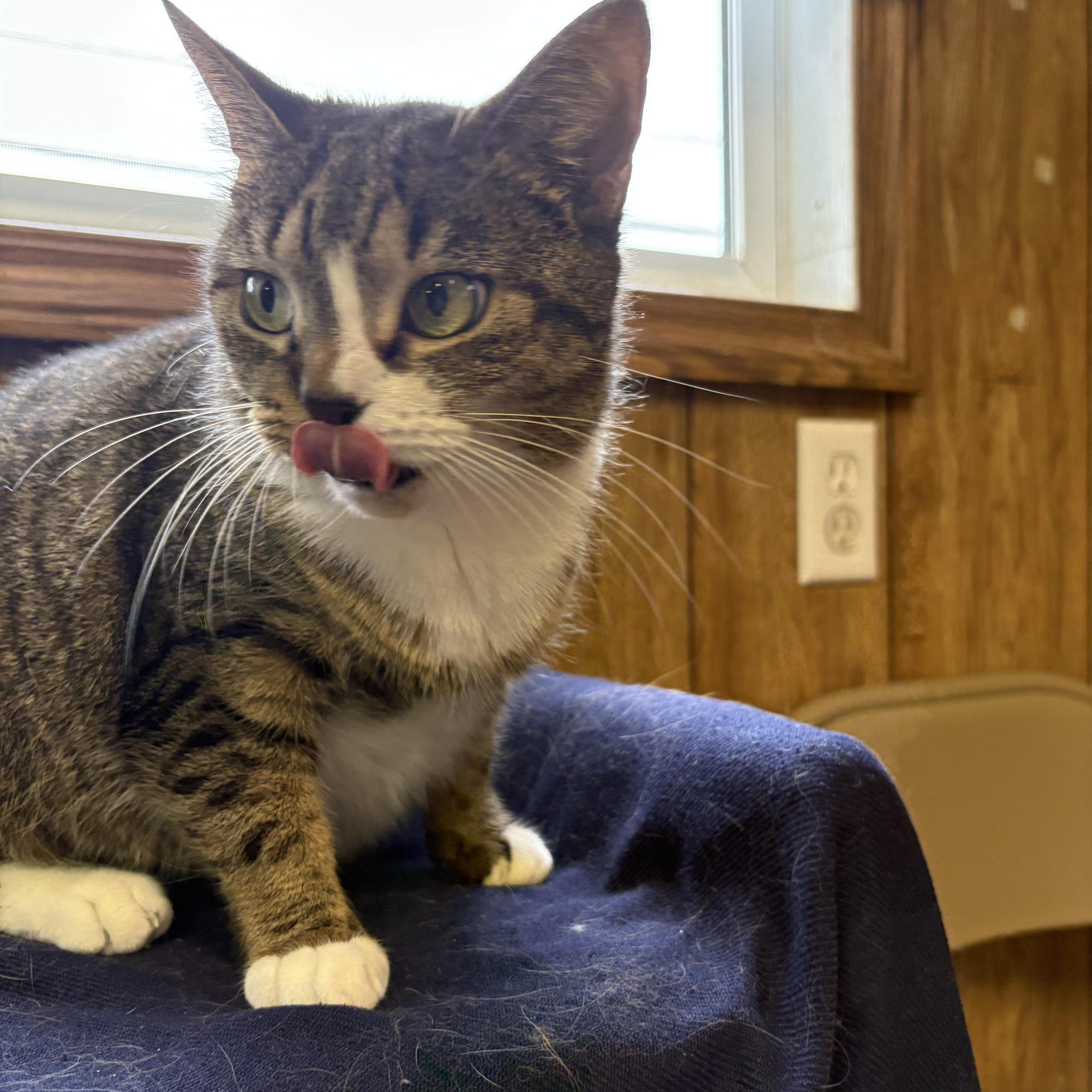 Enlarge Chloe, a Adopted Tabby in Linden, NJ image 4/5