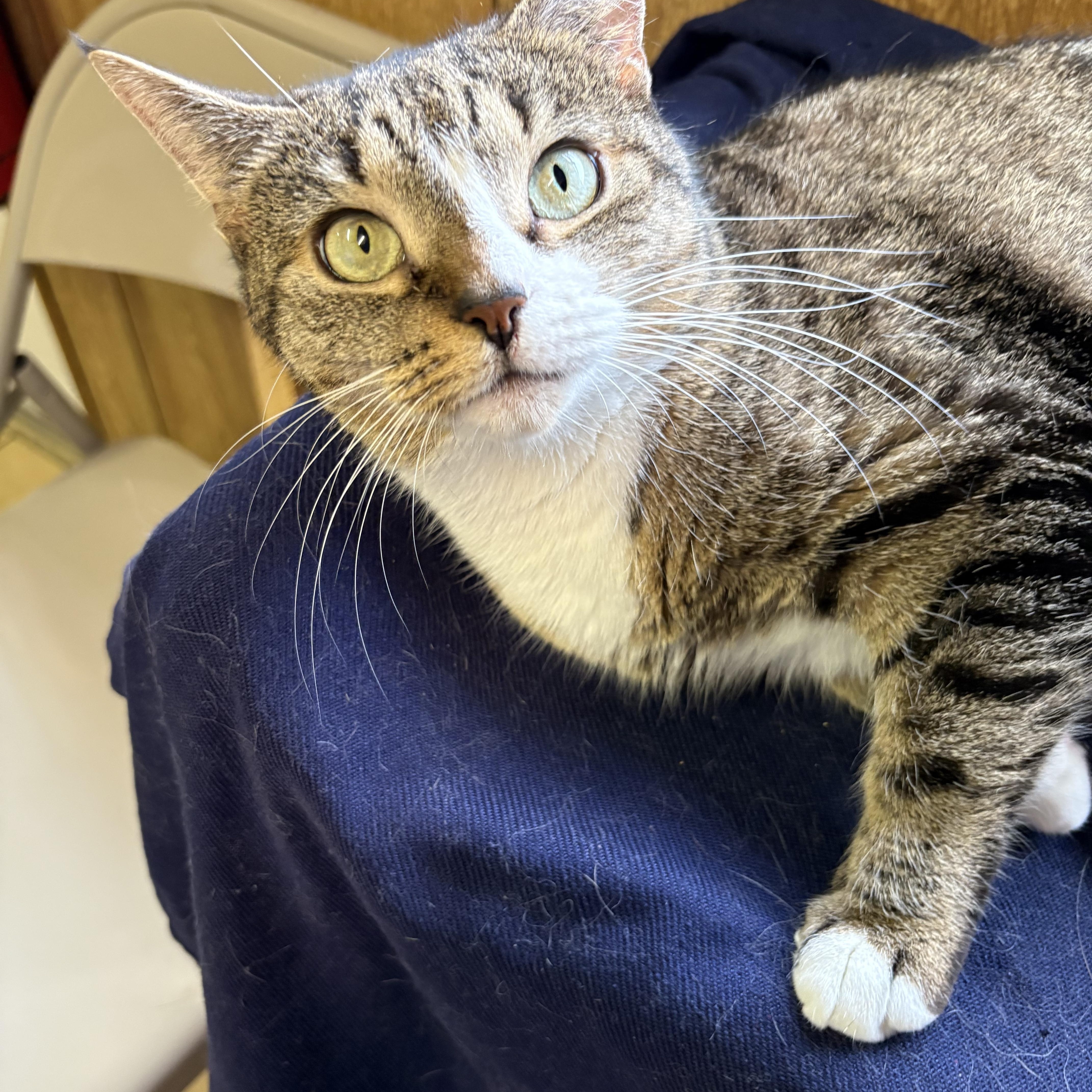 Enlarge Chloe, a Adopted Tabby in Linden, NJ image 5/5