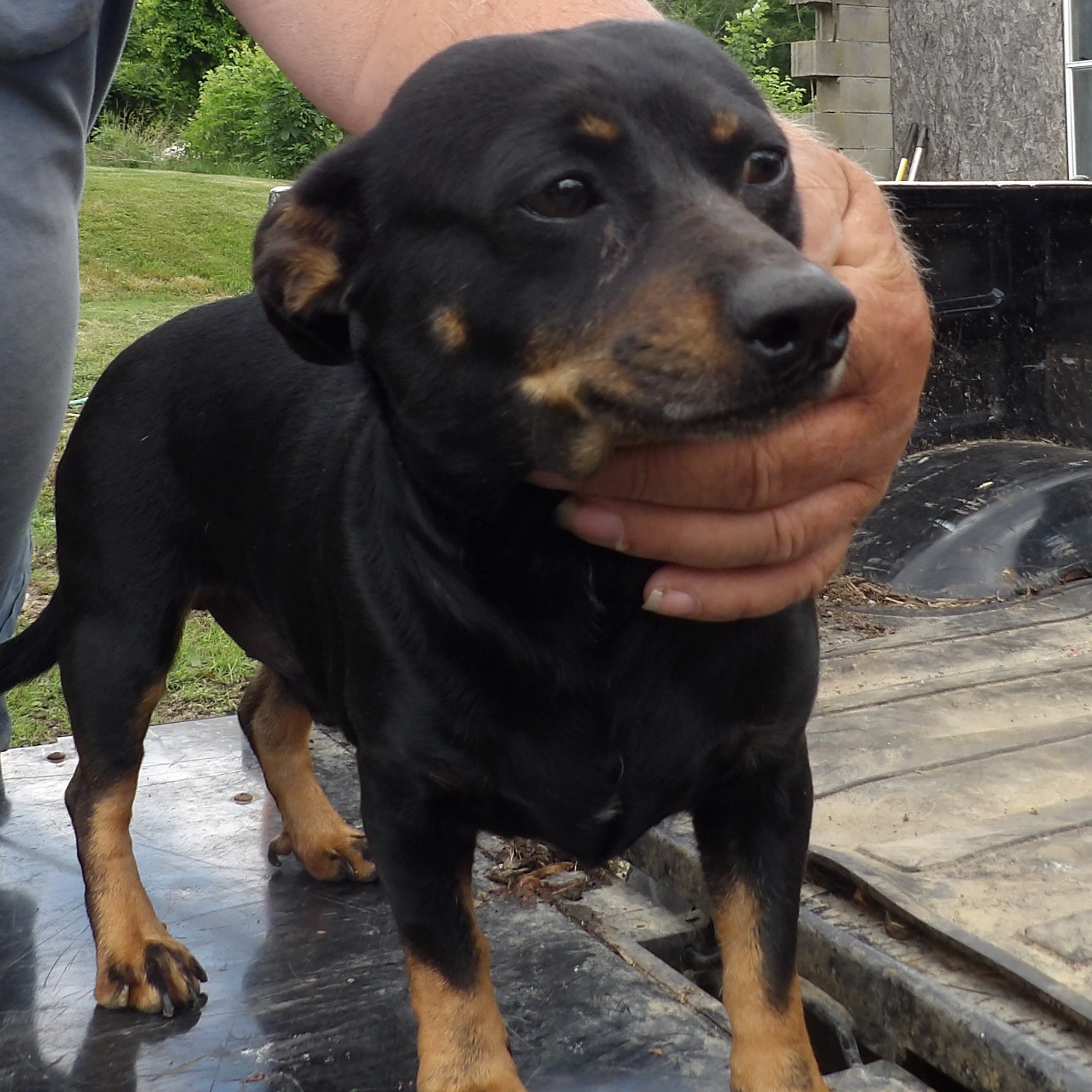 Dog for adoption Bo, a Dachshund & Jack Russell Terrier Mix in