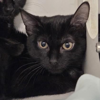Coal, Adoptable, Kitten Female Domestic Short Hair & Domestic Short Hair.